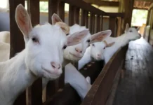 Коза по имени Маша из «Лосиного острова» установила рекорд рождаемости koza po imeni masha iz losinogo ostrova ustanovila rekord rozhdaemosti-ekbonline-ru-174842195800-0