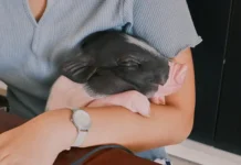 Мишель и Келл Реппер с Джеком удивили район необычной свиньей mishel i kell repper s dzhekom udivili rajon neobychnoj svinej-ekbonline-ru-174775353000-0