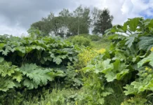 Мособлдума установила фиксированный штраф за борщевик Сосновского для поддержки садоводов mosoblduma ustanovila fiksirovannyj shtraf za borshhevik sosnovskogo dlya podderzhki sadovodov-ekbonline-ru-174731053400-0