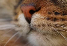 МВД России расследует в Пушкинском округе случай жестокого обращения с котом mvd rossii rassleduet v pushkinskom okruge sluchaj zhestokogo obrashheniya s kotom-ekbonline-ru-174862208300-0