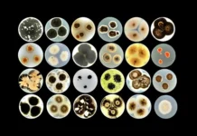 Нина Гунде-Цимерман и REMEDY разрабатывают живые фасады для зданий университета в Любляне nina gundeczimerman i razrabatyvayut zhivye fasady dlya zdanij universiteta v lyublyane-ekbonline-ru-174781753500-0