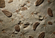 Прототакситы: недооценённые гиганты древности окаменелости на скале