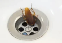 Руслан Тарасенко о настоящей опасности тараканов в домах Подмосковья сегодня ruslan tarasenko o nastoyashhej opasnosti tarakanov v domah podmoskovya segodnya-ekbonline-ru-174858700800-0