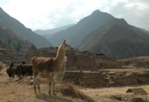Тайна власти и мистические ритуалы чавинской культуры в Чавин-де-Уантар tajna vlasti i misticheskie ritualy chavinskoj kultury v chavindeuantar-ekbonline-ru-174647240900-0