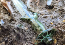 unikalnye mechi keltov i nasledie ramsesa raskryvayut tajny proshlogo-ekbonline-ru-174604935300-0