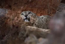 В Чандпур усилены меры безопасности после происшествия с леопардом в Уттар-Прадеш v chandpur usileny mery bezopasnosti posle proisshestviya s leopardom v uttarpradesh-ekbonline-ru-174784248500-0