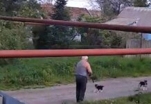 В хуторе Прогресс Ставропольского края задержан мужчина после инцидента с щенком v hutore progress stavropolskogo kraya zaderzhan muzhchina posle inczidenta s shhenkom-ekbonline-ru-174638019800-0