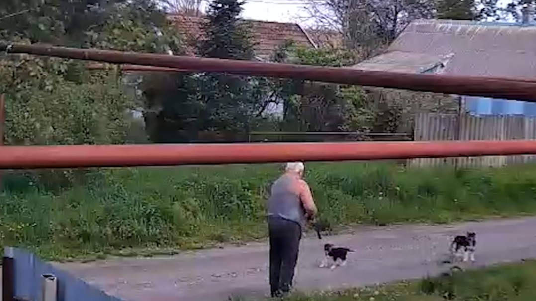 Мужчина в упор выстрелил из ружья в щенка в ставропольском хуторе Прогресс