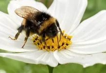 В Вашингтоне службы решают необычную задачу с 250 миллионами пчел v vashingtone sluzhby reshayut neobychnuyu zadachu s 250 millionami pchel-ekbonline-ru-174865672500-0