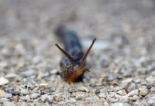 Вадим Марьинский из МГУ рассказал о необычном явлении Arion vulgaris в Москве vadim marinskij iz mgu rasskazal o neobychnom yavlenii v moskve-ekbonline-ru-174833045400-0