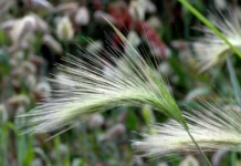 Вклад Натальи Ивановой из X-BIO ТюмГУ в оценку пестицидов для сельского хозяйства vklad natali ivanovoj iz tyumgu v oczenku pesticzidov dlya selskogo hozyajstva-ekbonline-ru-174773504000-0