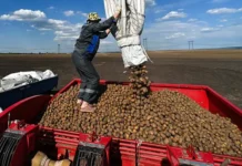 Алексей Красильников прогнозирует рост урожая картофеля в южных регионах России aleksej krasilnikov prognoziruet rost urozhaya kartofelya v yuzhnyh regionah rossii-ekbonline-ru-174893093300-0