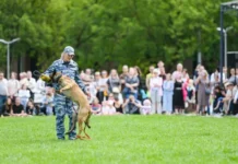 Фестиваль в Царицыно демонстрирует работу собак для ГУ МВД и Росгвардии festival v czariczyno demonstriruet rabotu sobak dlya gu mvd i rosgvardii-ekbonline-ru-0