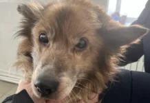 НМОО ЗЖ "Четыре лапы" г. Назарово спасли Лиса и объявили новый сбор помощи nmoo zzh chetyre lapy g nazarovo spasli lisa i obyavili novyj sbor pomoshhi-ekbonline-ru-0