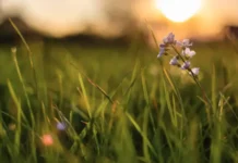 Традиции и запреты в Исакиев день помогают обрести финансовую удачу tradiczii i zaprety v isakiev den pomogayut obresti finansovuyu udachu-ekbonline-ru-0