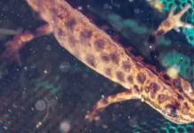 Тритон обыкновенный вернулся в Бескудниковский водоём Москвы triton obyknovennyj vernulsya v beskudnikovskij vodoyom moskvy-ekbonline-ru-0