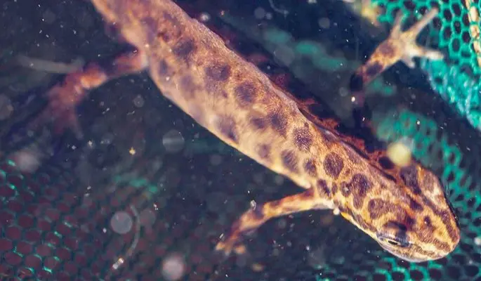 В московском водоеме заметили краснокнижного тритона