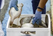 Владивосток и окрестности радуют рыболовов уловом на Русском острове и Рейнеке vladivostok i okrestnosti raduyut rybolovov ulovom na russkom ostrove i rejneke-ekbonline-ru-0