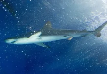 Во Владивостоке ученые и Роспотребнадзор обсуждают безопасность пляжей vo vladivostoke uchenye i rospotrebnadzor obsuzhdayut bezopasnost plyazhej-ekbonline-ru-0