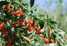 agronom vikulov delitsya sekretami bezopasnogo sbora yagod v lesu-ekbonline-ru-0