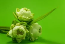 Цветы Москвы предлагают роскошные букеты с розами, пионами и гортензиями czvety moskvy predlagayut roskoshnye bukety s rozami pionami i gortenziyami-ekbonline-ru-0