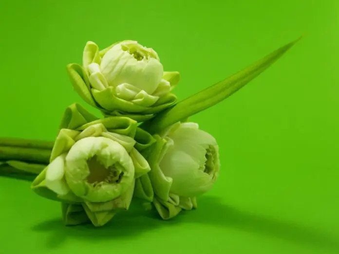 Цветы Москвы предлагают роскошные букеты с розами, пионами и гортензиями-0