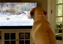 Открытие Обернского университета по изучению того, как собаки смотрят телевизор otkrytie obernskogo universiteta po izucheniyu togo kak sobaki smotryat televizor-ekbonline-ru-0