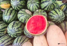 Сочные арбузы из Узбекистана и Китая радуют Владивосток летом sochnye arbuzy iz uzbekistana i kitaya raduyut vladivostok letom-ekbonline-ru-0