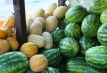 Екатерина Демьяновская из «Гемотест» оптимистично развеивает мифы про арбузы и дыни ekaterina demyanovskaya iz gemotest optimistichno razveivaet mify pro arbuzy i dyni-ekbonline-ru-0