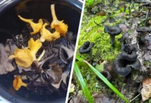 Охота и находки года черных лисичек Craterellus konradii от Ирины Алексеевой и других ohota i nahodki goda chernyh lisichek ot iriny alekseevoj i drugih-ekbonline-ru-0