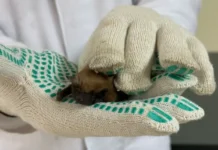 Российские ученые выяснили происхождение Pseudogymnoascus destructans rossijskie uchenye vyyasnili proishozhdenie -ekbonline-ru-0