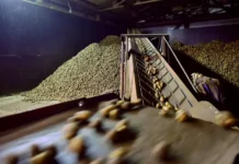 Рынок картофеля выравнивается после сезонных колебаний по данным Росстата и Минсельхоза rynok kartofelya vyravnivaetsya posle sezonnyh kolebanij po dannym rosstata i minselhoza-ekbonline-ru-0