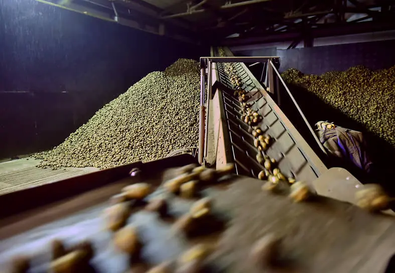 Рынок картофеля выравнивается после сезонных колебаний по данным Росстата и Минсельхоза-0