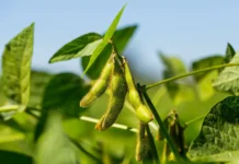 Университет Арканзаса раскрыл, как стресс от соевой пяденицы меняет потомков universitet arkanzasa raskryl kak stress ot soevoj pyadeniczy menyaet potomkov-ekbonline-ru-0