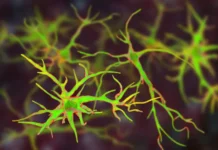 Центр Хьюстона и Университет Райса представили инновации в терапии нейровоспаления czentr hyustona i universitet rajsa predstavili innovaczii v terapii nejrovospaleniya-ekbonline-ru-0