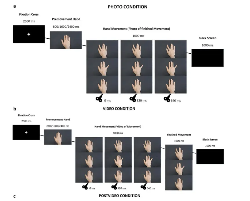 Центр нейроэкономики НИУ ВШЭ совместно с Лозаннским госпиталем открывает проект о зеркальных нейронах-0