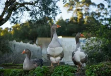 fostersiti vnedryaet innovaczii dlya resheniya problemy kazarok-ekbonline-ru-0