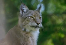 Изучение популяции евразийской рыси с участием Александра Савельева и ВНИИ охотничьего хозяйства izuchenie populyaczii evrazijskoj rysi s uchastiem aleksandra saveleva i vnii ohotnichego hozyajstva-ekbonline-ru-0