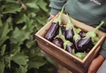 larisa nikitina i margarita koroleva delyatsya vazhnymi faktami o baklazhanah-ekbonline-ru-0