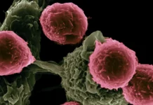 Максим Никитин и коллеги из МФТИ открывают новые горизонты терапии с умными наночастицами maksim nikitin i kollegi iz mfti otkryvayut novye gorizonty terapii s umnymi nanochasticzami-ekbonline-ru-0