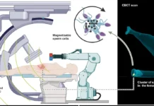 Микророботы из сперматозоидов и наночастиц оксида железа становятся прорывом в медицине mikroroboty iz spermatozoidov i nanochasticz oksida zheleza stanovyatsya proryvom v mediczine-ekbonline-ru-0