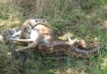 Наблюдения USGS о темных тигровых питонах, холоде и белохвостом олене nablyudeniya o temnyh tigrovyh pitonah holode i belohvostom olene-ekbonline-ru-0