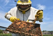 Россельхознадзор и Союз пчеловодов России объясняют подорожание меда rosselhoznadzor i soyuz pchelovodov rossii obyasnyayut podorozhanie meda-ekbonline-ru-0