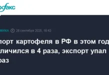 Россия наращивает сборы картофеля до 8 миллионов тонн с оптимизмом rossiya narashhivaet sbory kartofelya do 8 millionov tonn s optimizmom-ekbonline-ru-0