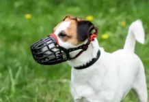 Алла Георгиева и Сергей Собянин делятся важными правилами выгульки собак alla georgieva i sergej sobyanin delyatsya vazhnymi pravilami vygulki sobak-ekbonline-ru-0