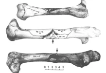 Археологи в Мамонтовой пещере открыли правду о вымирании мегафауны Австралии arheologi v mamontovoj peshhere otkryli pravdu o vymiranii megafauny avstralii-ekbonline-ru-0