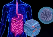 Исследование Ливерпульского университета показало, как микроструктуры Eut помогают бактериям выживать issledovanie liverpulskogo universiteta pokazalo kak mikrostruktury pomogayut bakteriyam vyzhivat-ekbonline-ru-0