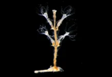 Исследования МГУ раскрывают роль пути Wnt в колониях полипов гидроидов issledovaniya mgu raskryvayut rol puti v koloniyah polipov gidroidov-ekbonline-ru-0