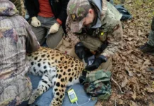 Леопард Leo 285M успешно прибыл в Уссурийский заповедник! leopard 285 uspeshno pribyl v ussurijskij zapovednik-ekbonline-ru-0