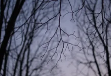 ЛизаАлерт продолжает поиски семьи Усольцевых с привлечением профессионалов lizaalert prodolzhaet poiski semi usolczevyh s privlecheniem professionalov-ekbonline-ru-0